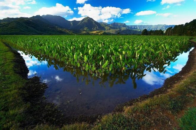 North Shore Kauai Driving Tour: Audio Tour Guide - Snorkeling at Anini or Tunnels Beach