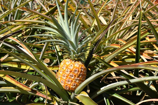 North Shore, Oahu: Small-Group Tour From Waikiki  - Honolulu - Questions and Additional Information