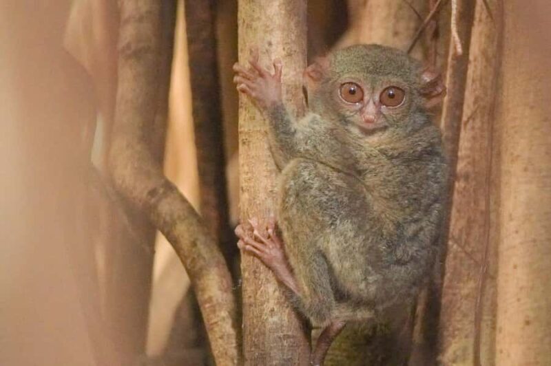 North Sulawesi, Bitung: Tangkoko Wildlife Adventure - Good To Know