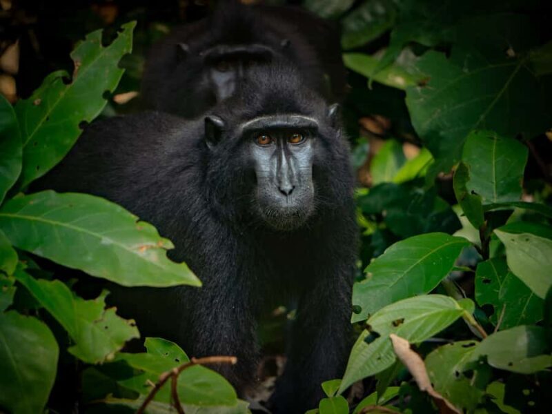 North Sulawesi, Bitung: Tangkoko Wildlife Adventure - Final Thoughts: Who Is This Tour Perfect For?