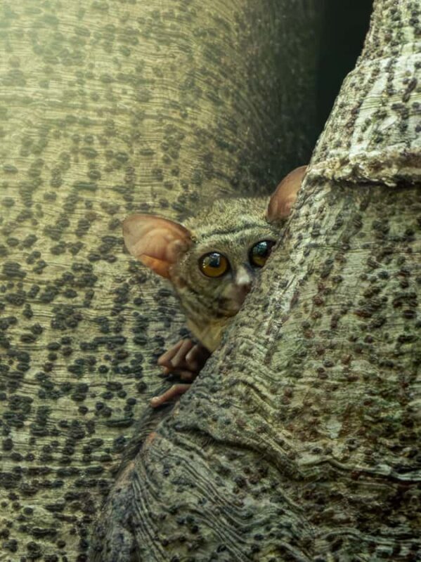 North Sulawesi, Bitung: Tangkoko Wildlife Adventure - FAQ