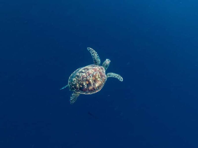 North Sulawesi, Manado: Bunaken Marine Park Snorkeling Tour - An In-Depth Look at the Bunaken Marine Park Snorkeling Experience