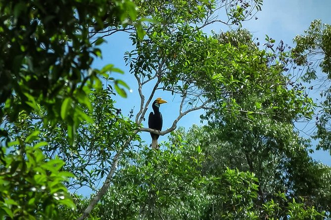 North Sumatra & Barumun Nagari Wildlife Sanctuary Program - Conservation Efforts and Initiatives