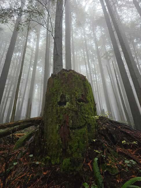 North Vancouver: Guided Forest Therapy & Forest Bathing Walk - Good To Know  