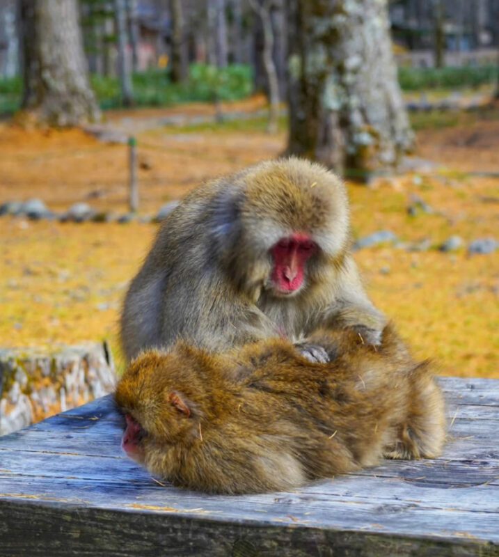 Northern Alps Scenic View - Kamikochi Day Trip: Kappa Bridge, Taisho Pond, Azusa River Light Hike (Round trip from Nagoya) - What the $44.20 starting price gets you