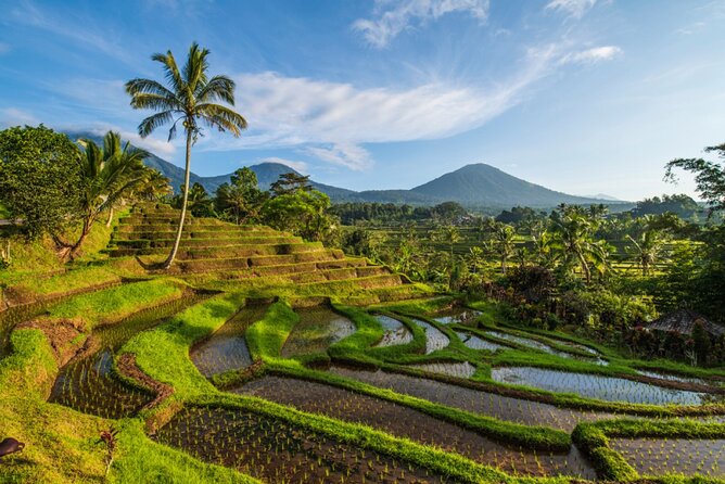 Northern Bali Tour - Private Full Day Tour - All Inclusive - Tour Highlights