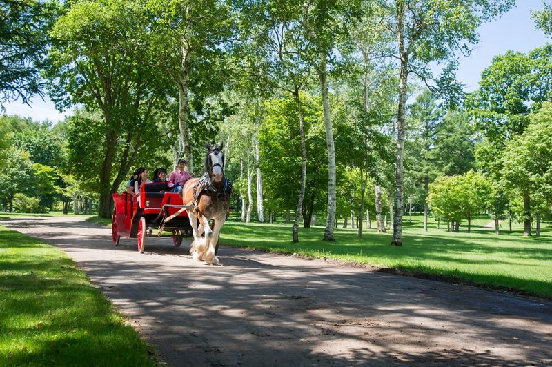 Northern Horse Park Ticket in Tomakomai, Hokkaido - A horse park minutes from New Chitose Airport