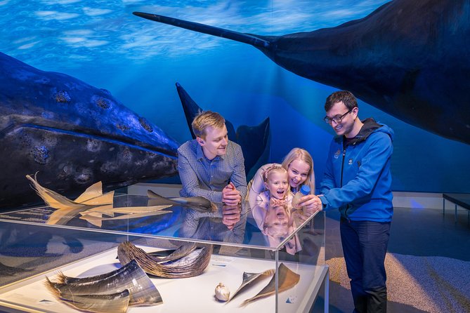 Northern Lights by Boat With a Backup Plan From Reykjavik - Pricing and Contact Information