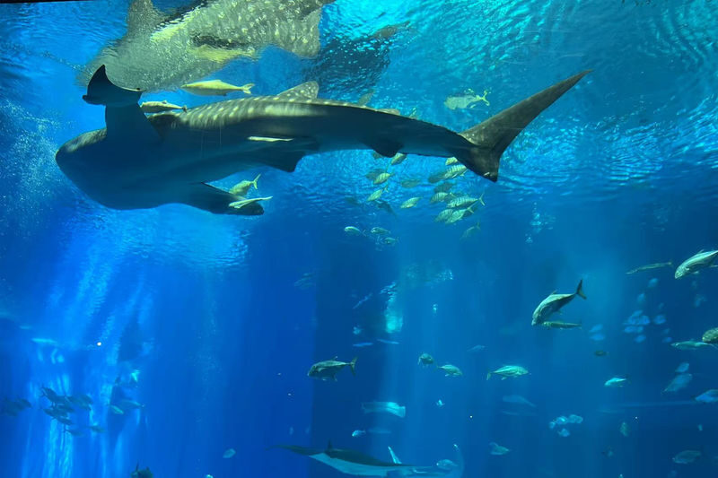 Northern Okinawa: Churaumi Aquarium & Kouri Island & Cape Manza & American Village Day Tour (Departing from Naha & Chatan) - Cape Manzamo and its coral cliffs