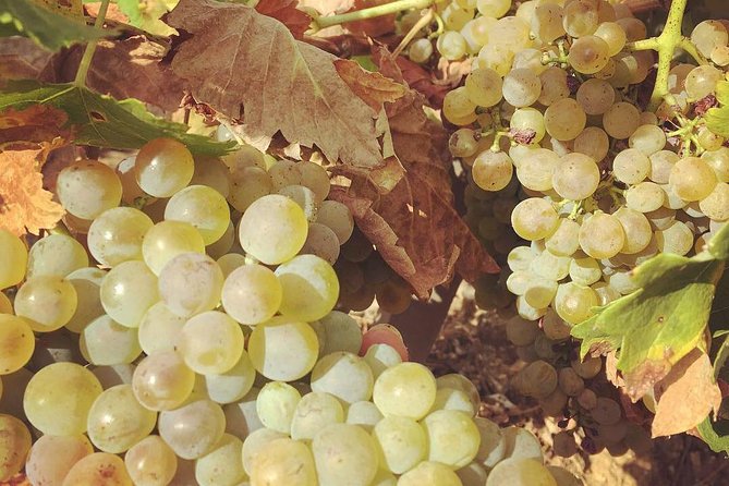 Northern Rhône Valley Wine Half Day Tour From Lyon - Tour Overview and Details