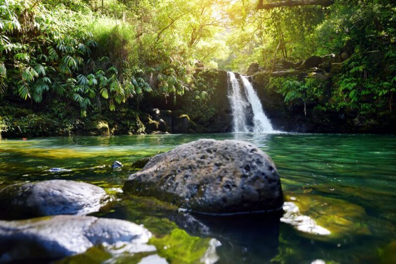 Northshore Maui: Guided Rainforest and Waterfall Walk - Discovering Maui’s Lush Rainforest