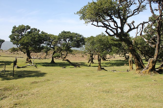Northwest Landscapes, UNESCO & Volcanic Pools 4x4 Experience - Canico, Portugal Tour