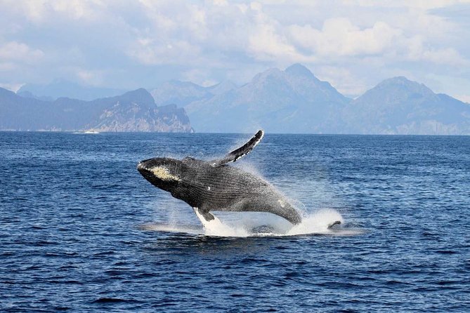Northwestern Fjord Sightseeing Cruise From Seward - Tour Details