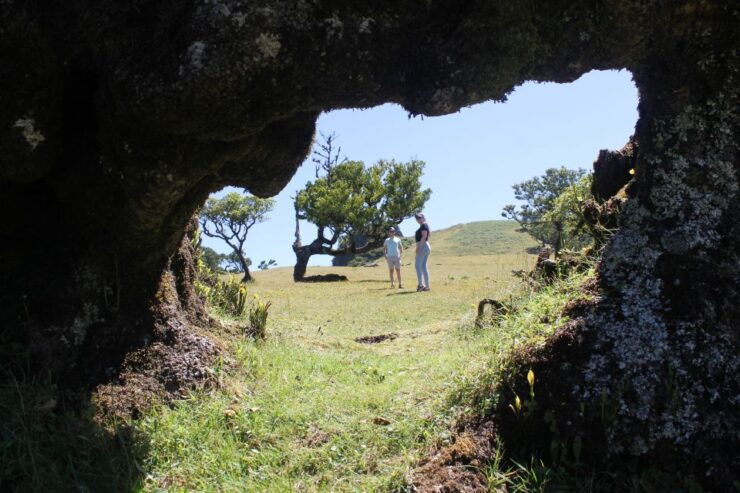 Northwestern Madeira: Full–Day 4x4 Tour - Tour Experience