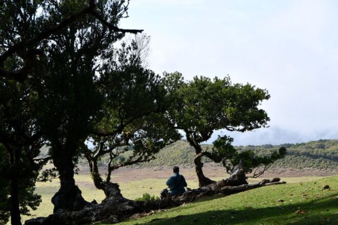 Norwest Tour- Fanal, Achadas Da Cruz and Porto Moniz - Pricing Information