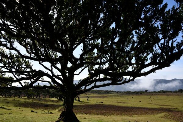 Norwest Tour- Fanal, Achadas Da Cruz and Porto Moniz - Pickup and Cancellation Policy