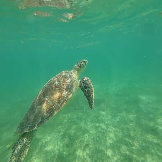 Not to Be Missed Tour; Snorkeling, Turtles and Photos. - Good To Know