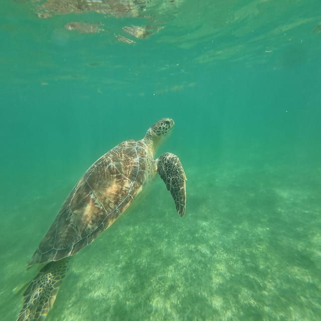Not to Be Missed Tour; Snorkeling, Turtles and Photos. - Included Amenities and Services