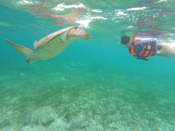 Not to Be Missed Tour; Snorkeling, Turtles and Photos. - Capture the Memorable Experience