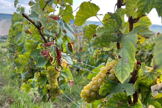 Not Your Average Champagne Tour - Tour Details