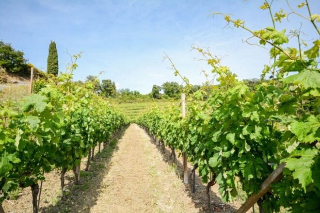 Noto: Noto Valley Winery Tour With Wine Tasting - Tour Experience