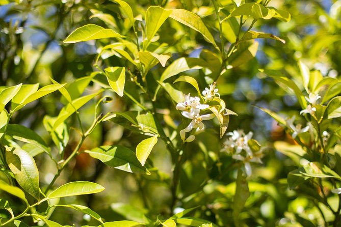 Noto Organic Farm Tour and Lunch or Dinner  - Sicily - Authentic Sicilian Farm Tour