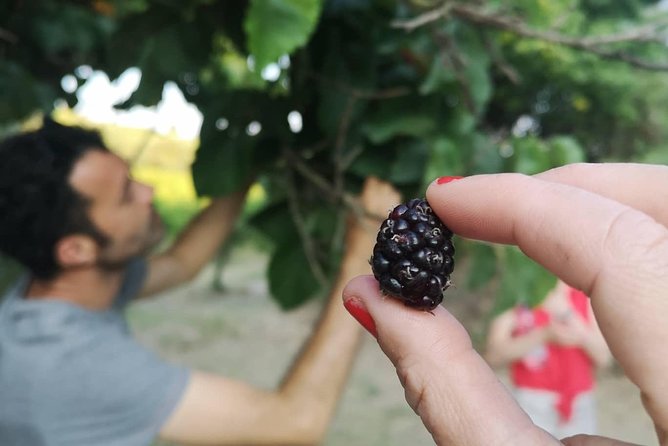 Noto Organic Farm Tour and Lunch or Dinner  - Sicily - Sample Olive Oil and Wine