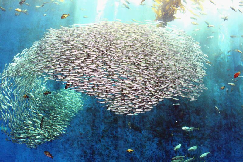 Notojima Aquarium - Is admission worth the starting price?