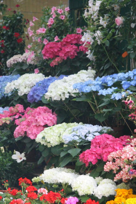 Notre-Dame and Île De La Cité Guided Tour - Questions You May Have