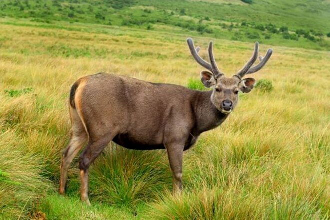 Nuawara Eliya: Horton Plains and Tea All-Inclusive Tour - Customer Review