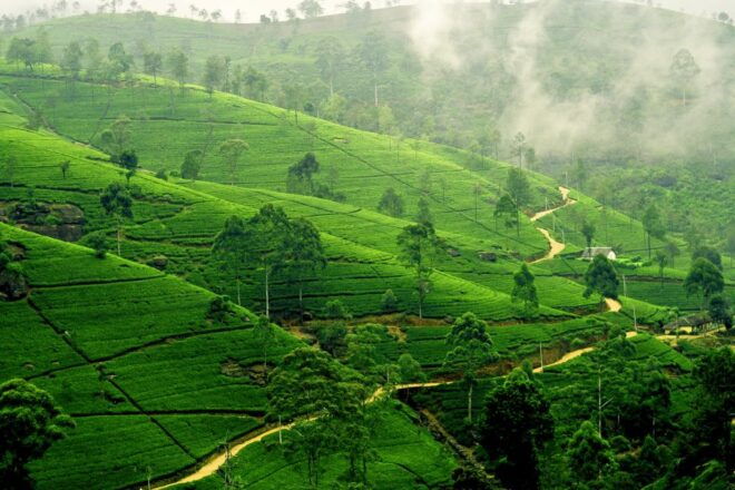 Nuawara Eliya: Horton Plains and Tea All-Inclusive Tour - Location Information