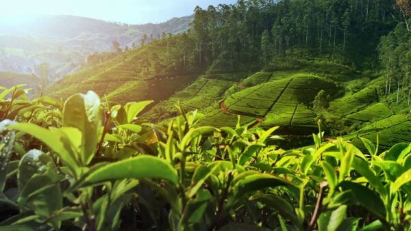 Nuawara Eliya: Horton Plains and Tea All-Inclusive Tour - Common Questions