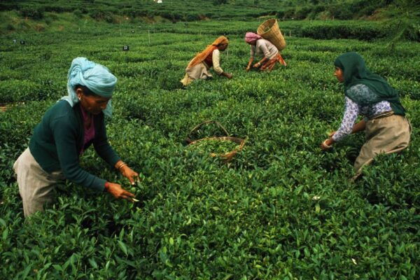 Nuawara Eliya: Horton Plains and Tea All-Inclusive Tour - The Sum Up
