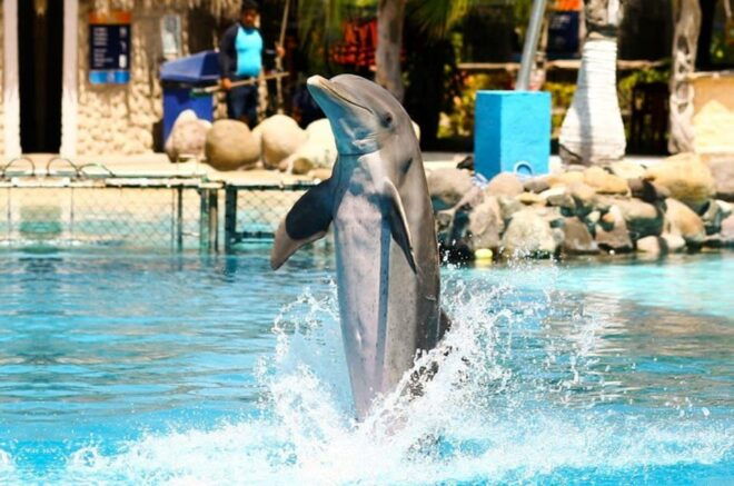 Nuevo Vallarta: Dolphin Royal Swim at Aquaventuras Park - Dolphin Interaction Details