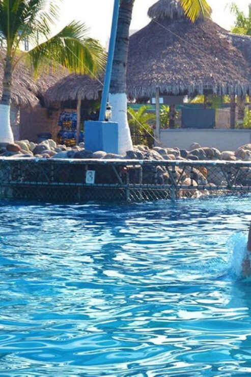 Nuevo Vallarta: Dolphin Royal Swim at Aquaventuras Park - Experience Highlights