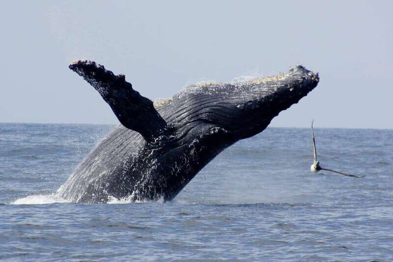 Nuevo Vallarta: Whale Watching by Sailboat Tour - An Authentic, Eco-Conscious Approach to Whale Watching