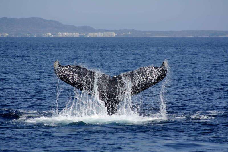 Nuevo Vallarta: Whale Watching by Sailboat Tour - Practical Tips for Your Trip
