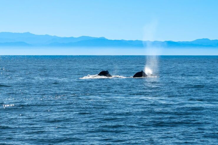 Nuevo Vallarta: Whale Watching Tour on the Triton Catamaran - Booking Details and Flexibility