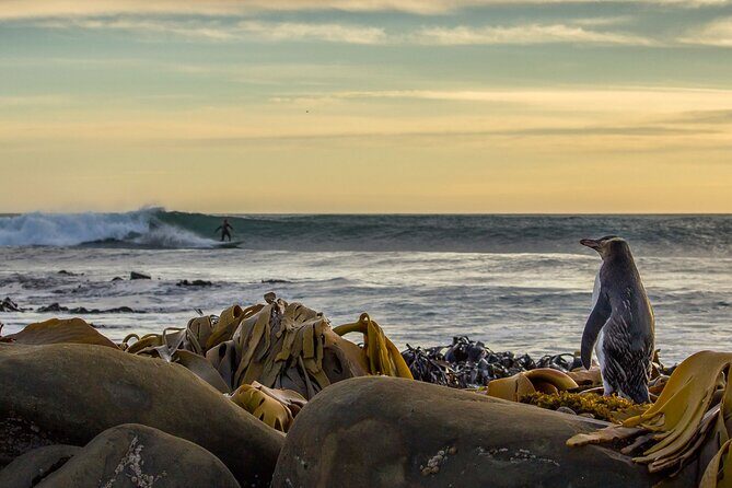 Nugget Point and Cathedral Caves Private Tour from Dunedin - FAQ