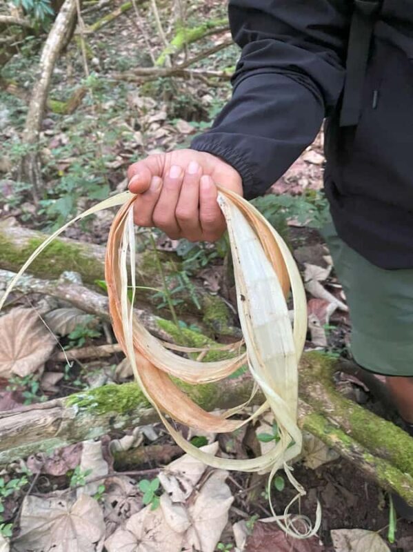 Nuku Hiva: Excursion to the top of the Vaipo waterfall. - FAQ