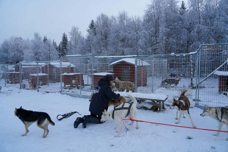 Nulkki Husky Adventure - Final Thoughts: Who Will Love Nulkki Husky Adventure?