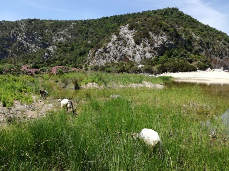 Nuoro Province: Trekking Trip to Gulf of Orosei & Cala Luna - Booking Information