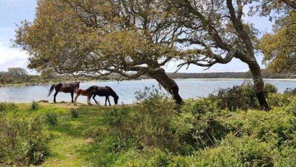 Nuraghe Barumini Tour & Giara Natural Park With Wine Tasting - Meeting Point