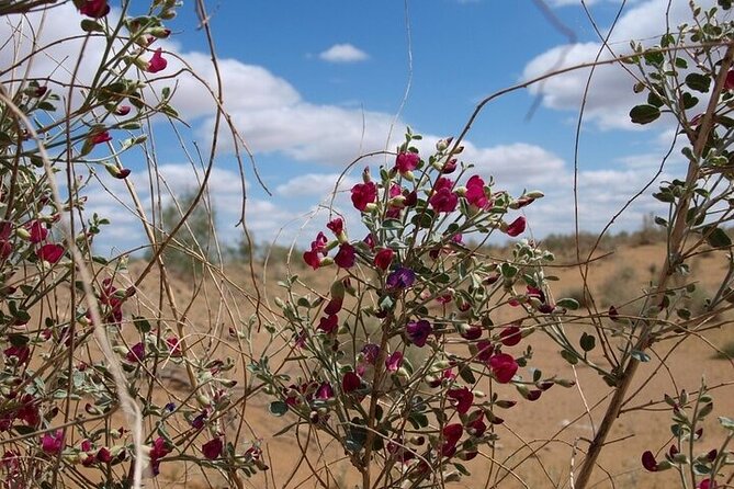 Nurata Mountain & Kyzyl-kum Desert 3 Day Tour From Samarkand or Bukhara - Logistics