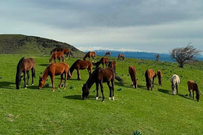 Nuratau Village Home Stay and Hiking tours from Bukhara - FAQ