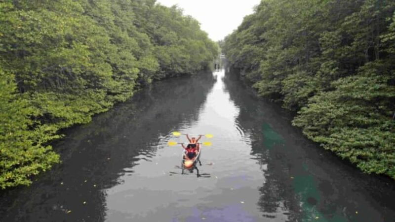 Nusa Dua: Suwung Mangrove Glass Bottom Boat Tour - Exploring the Suwung Mangrove Area