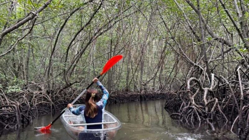 Nusa Dua: Suwung Mangrove Glass Bottom Boat Tour - Marine Life and Underwater Views