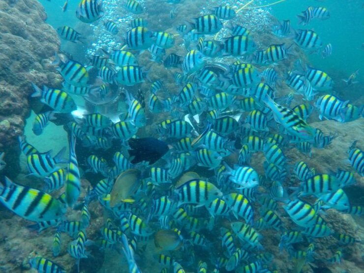 Nusa Dua: Underwater Sea Walking Experience - Activity Details