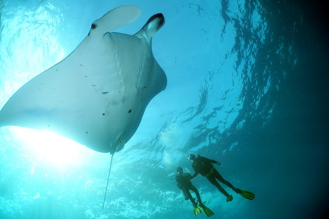 Nusa Lembongan and Penida Island 2-Dive Manta Ray Package  - Kuta - Package Highlights