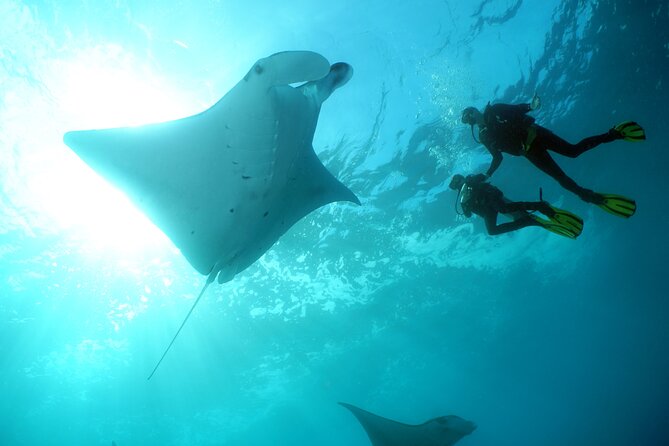 Nusa Lembongan and Penida Island 2-Dive Manta Ray Package  - Kuta - Underwater Exploration